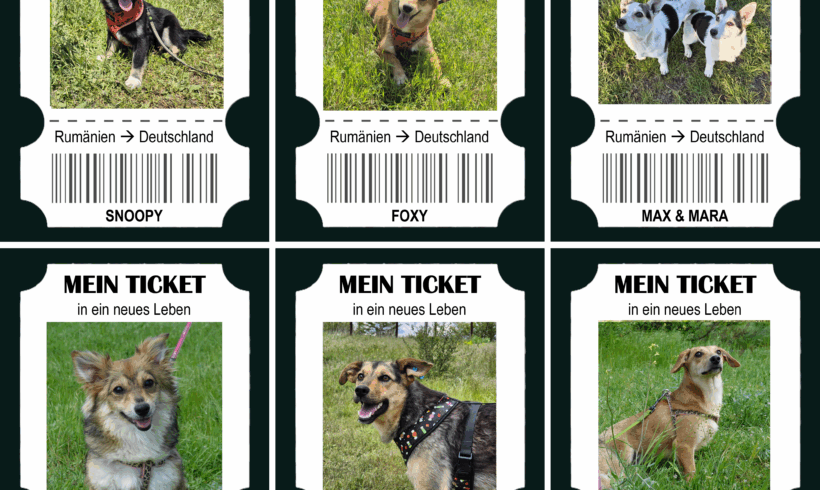 7 Hunde – 7 Tickets – 175 Euro Hoffnung