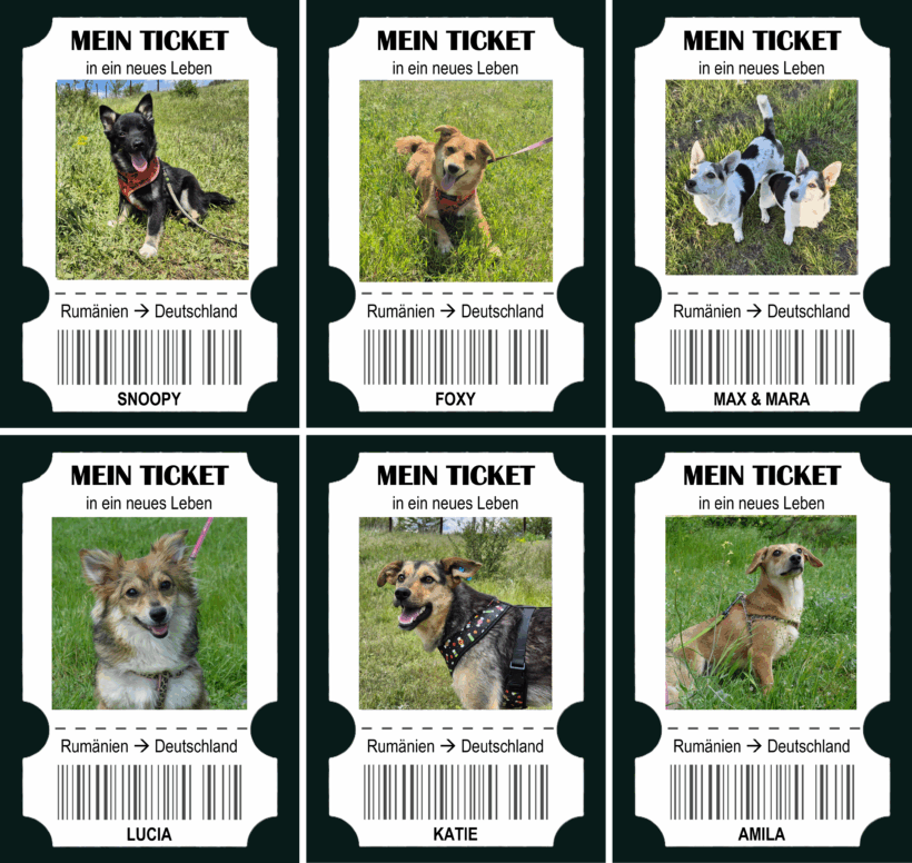 7 Hunde – 7 Tickets – 175 Euro Hoffnung