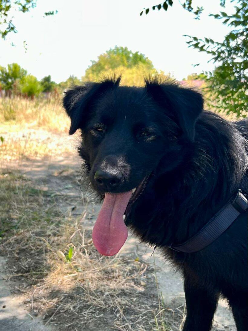 Finn
