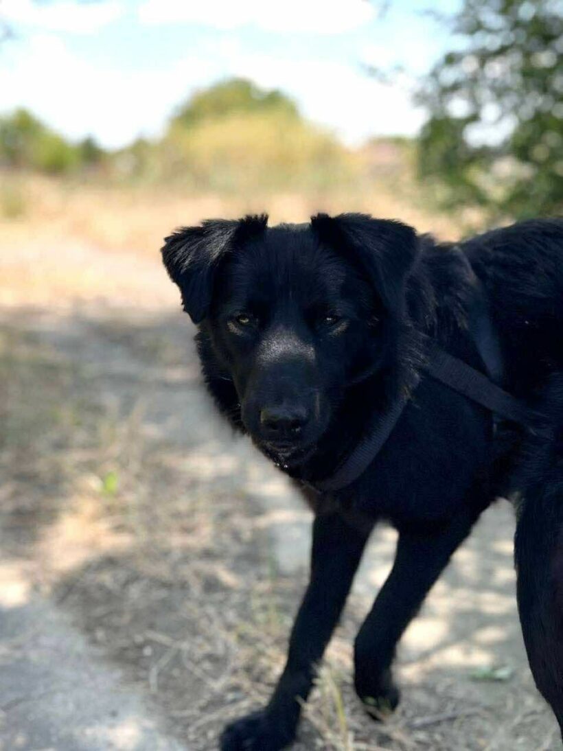 Finn