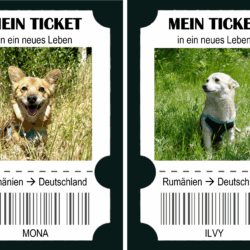 Reisen & Retten: Mona, Ilvy und die nächste Kastrationsrunde