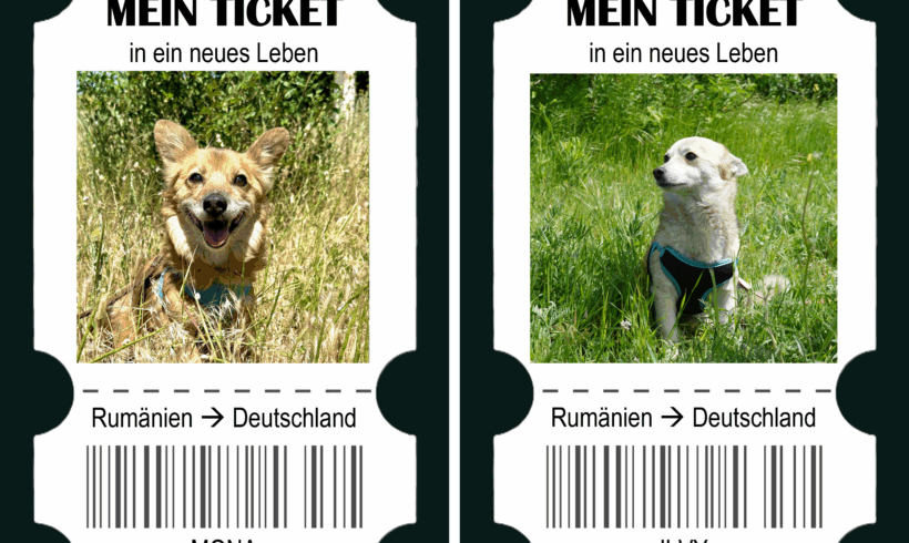 Reisen & Retten: Mona, Ilvy und die nächste Kastrationsrunde