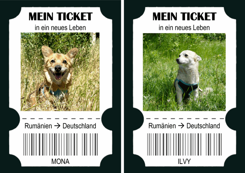 Reisen & Retten: Mona, Ilvy und die nächste Kastrationsrunde