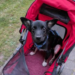 Update zu Snoopy – Die erste OP ist geschafft!