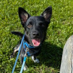 Update zu Snoopy – Seine erste OP steht bevor