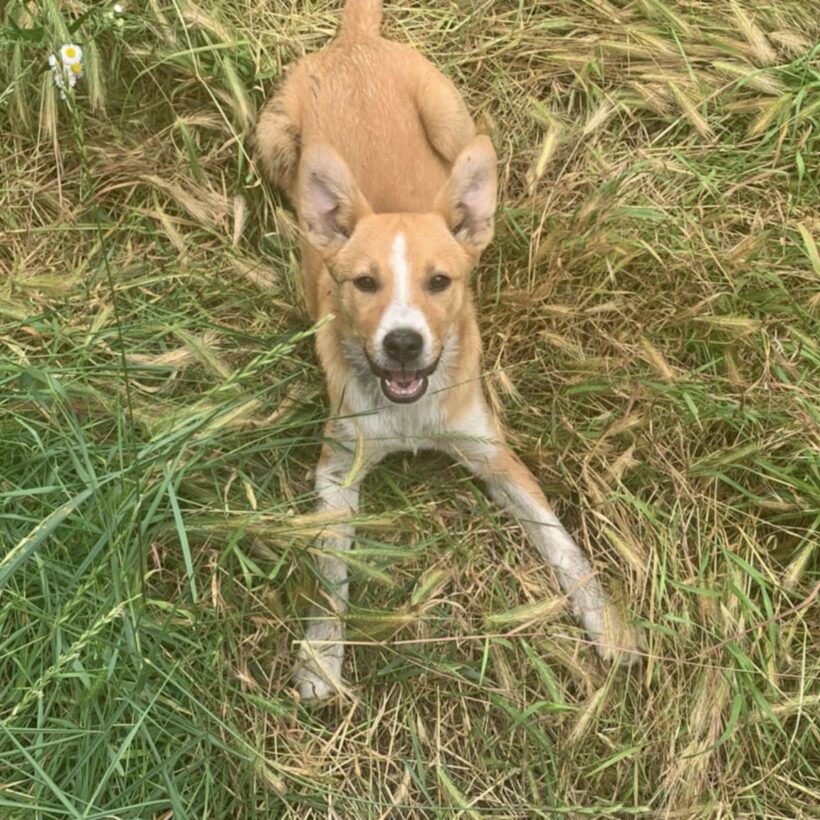 Tilda