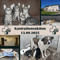Kastrationsaktion am 13.09. – wir brauchen Ihre Hilfe!