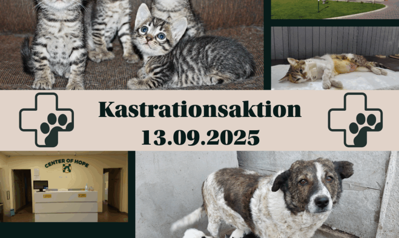 Kastrationsaktion am 13.09. – wir brauchen Ihre Hilfe!