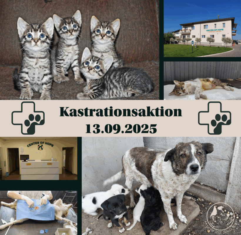 Kastrationsaktion am 13.09. – wir brauchen Ihre Hilfe!