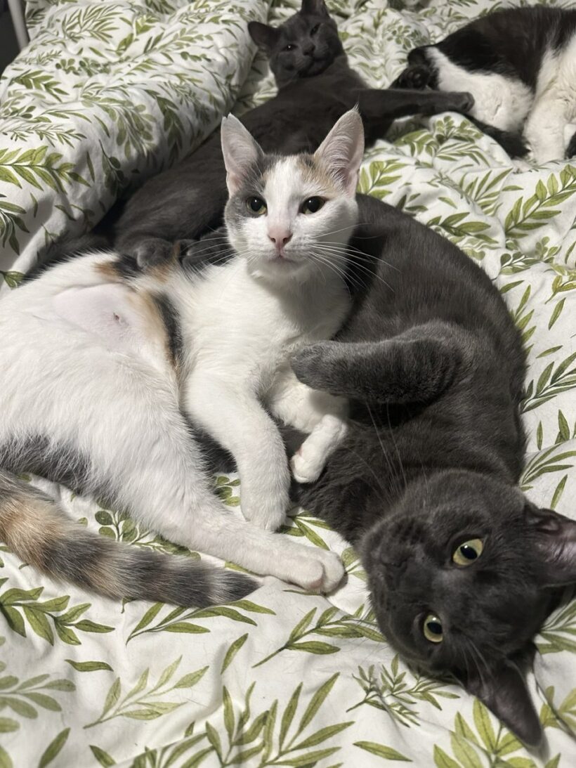 Molly & Shadow