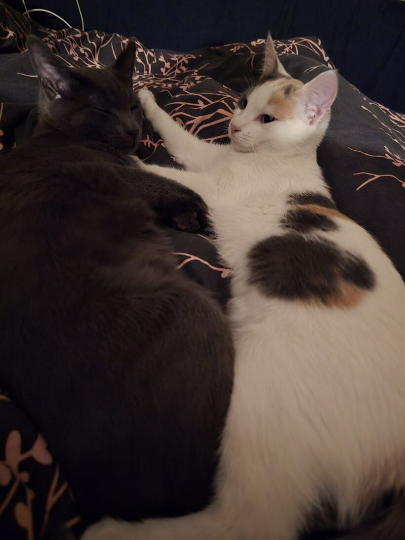 Molly & Shadow