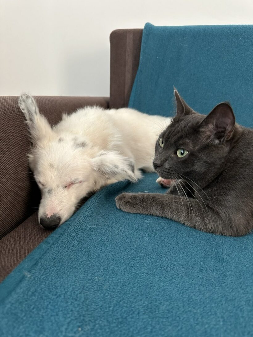 Molly & Shadow