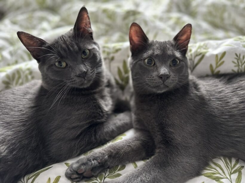 Molly & Shadow