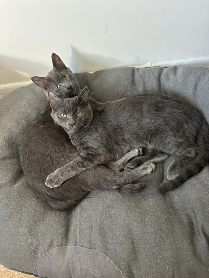 Molly & Shadow