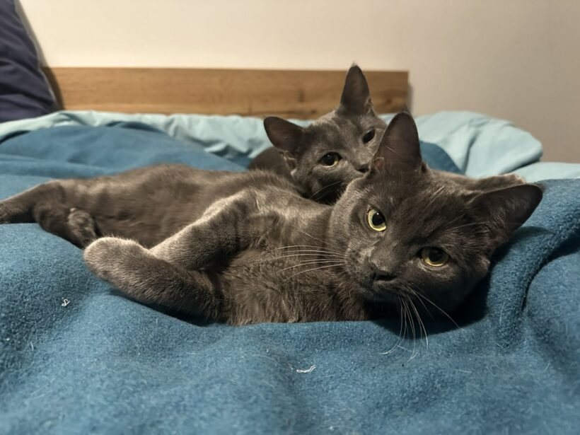 Molly & Shadow