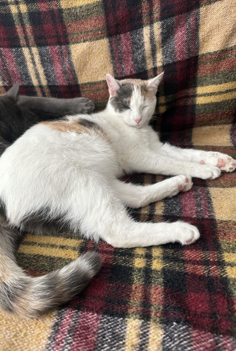 Molly & Shadow