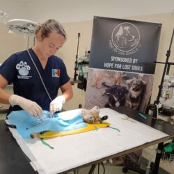 Gemeinsam für nachhaltigen Tierschutz – erfolgreiche Kastrationsaktion im Center of Hope