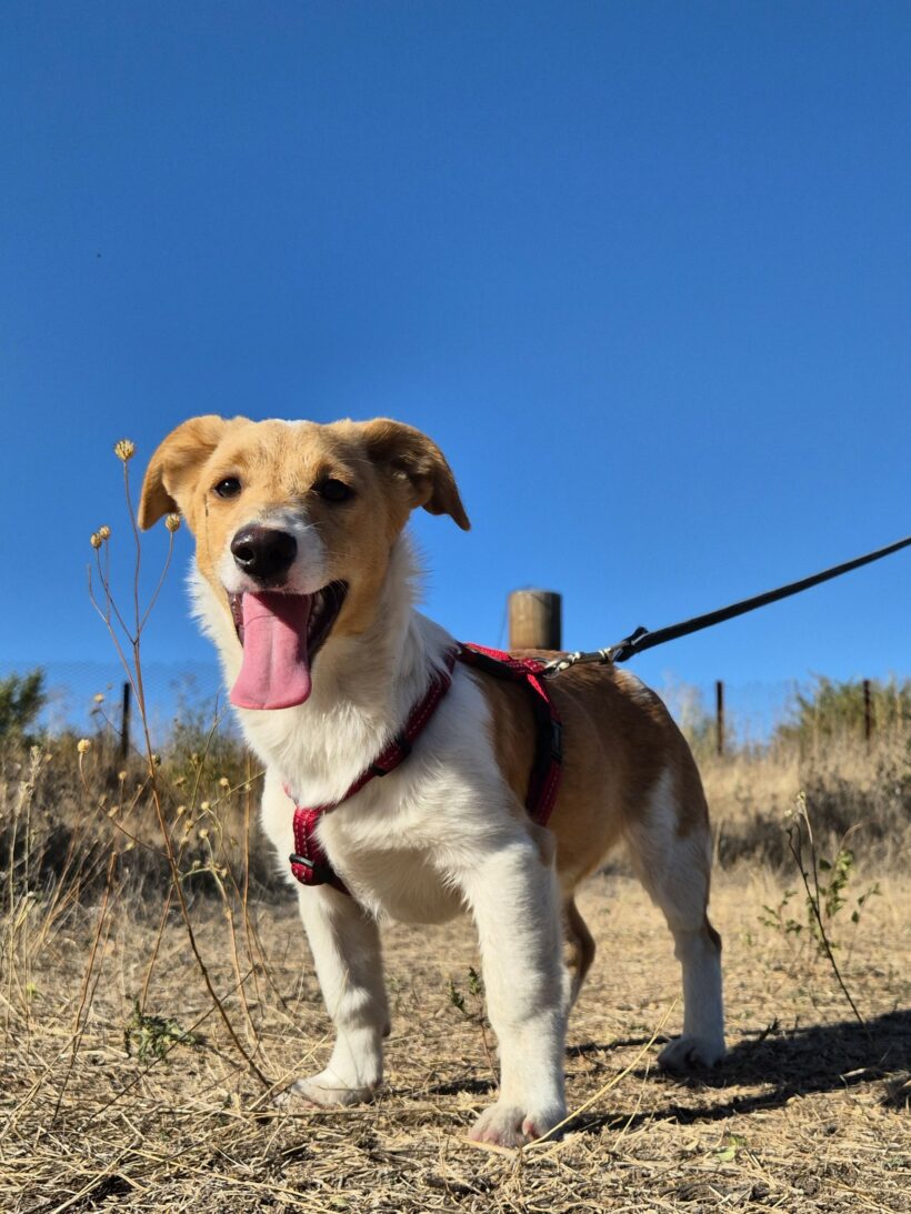 Maya