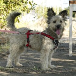 Idefix