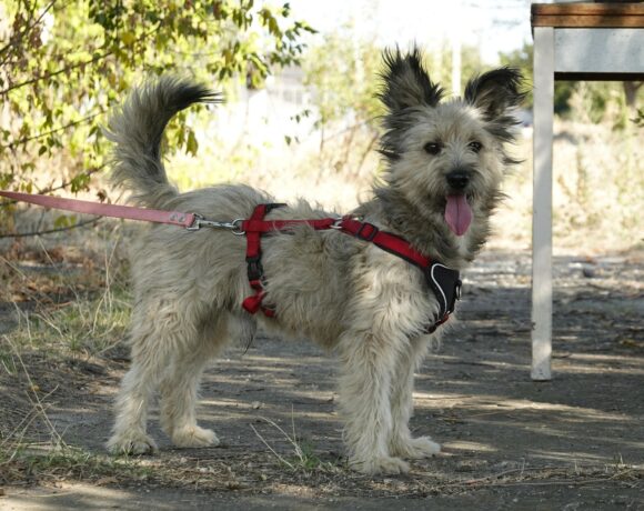 Idefix