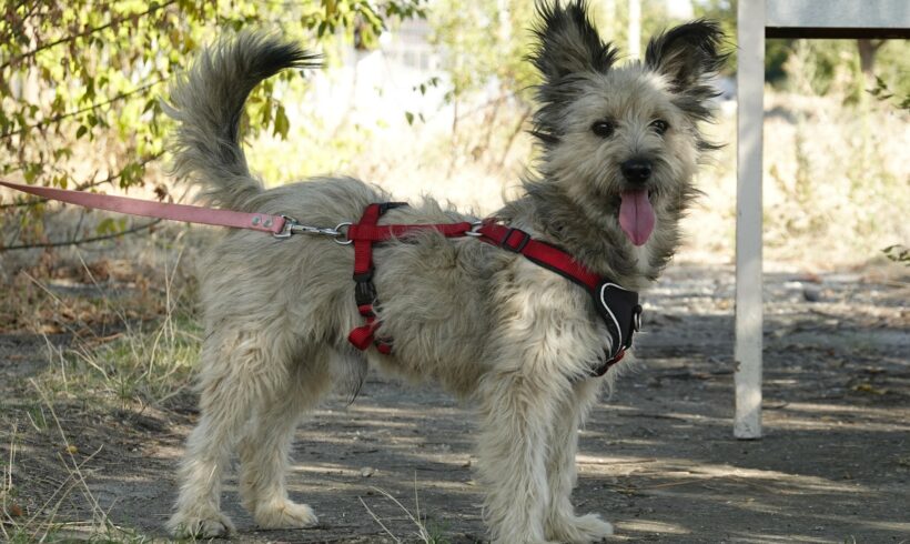 Idefix