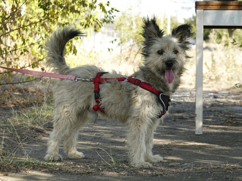 Idefix