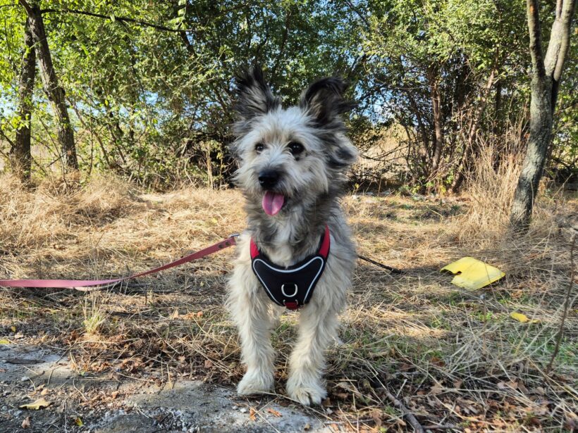 Idefix