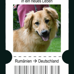Travel & Neuter – Ein Ticket für Sally, eine Chance für ein weiteres Leben