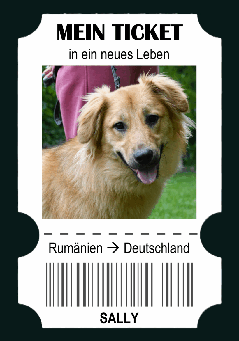 Travel & Neuter – Ein Ticket für Sally, eine Chance für ein weiteres Leben