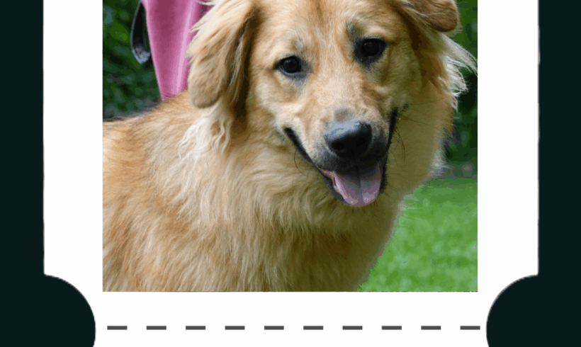 Travel & Neuter – Ein Ticket für Sally, eine Chance für ein weiteres Leben
