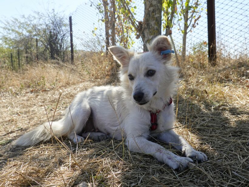 Yuki