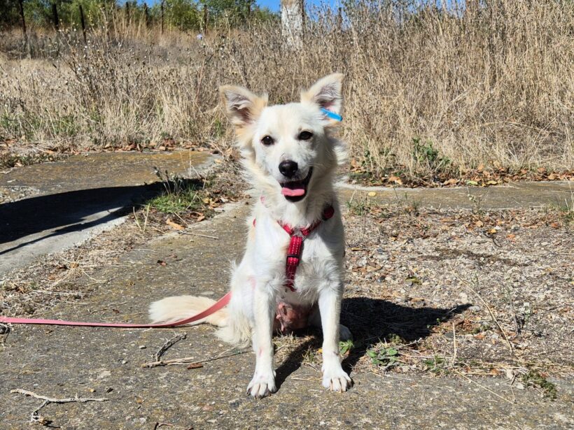 Yuki