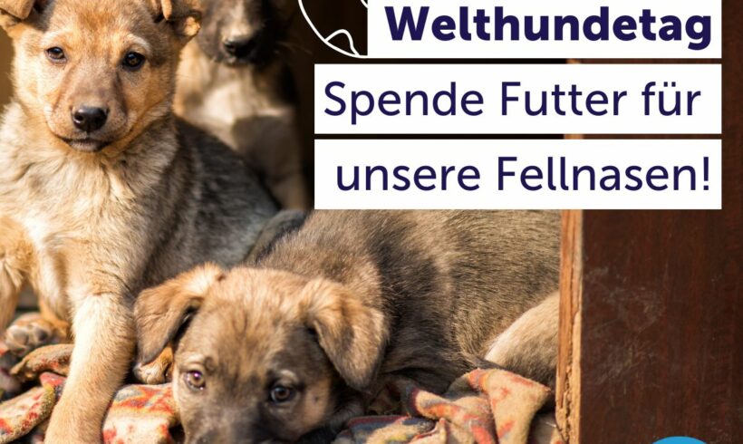 Welthundetag – 50 % mehr Futter für unsere Schützlinge! Nur am Freitag, den 10. Oktober!