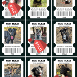 9 Hunde reisen in ein neues Leben – und wir möchten die Zurückgebliebenen nicht vergessen!