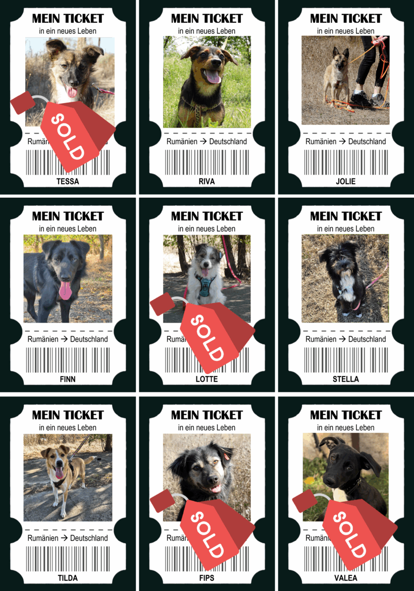 9 Hunde reisen in ein neues Leben – und wir möchten die Zurückgebliebenen nicht vergessen!