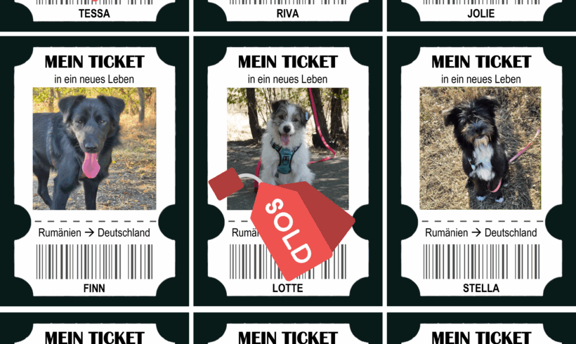 9 Hunde reisen in ein neues Leben – und wir möchten die Zurückgebliebenen nicht vergessen!