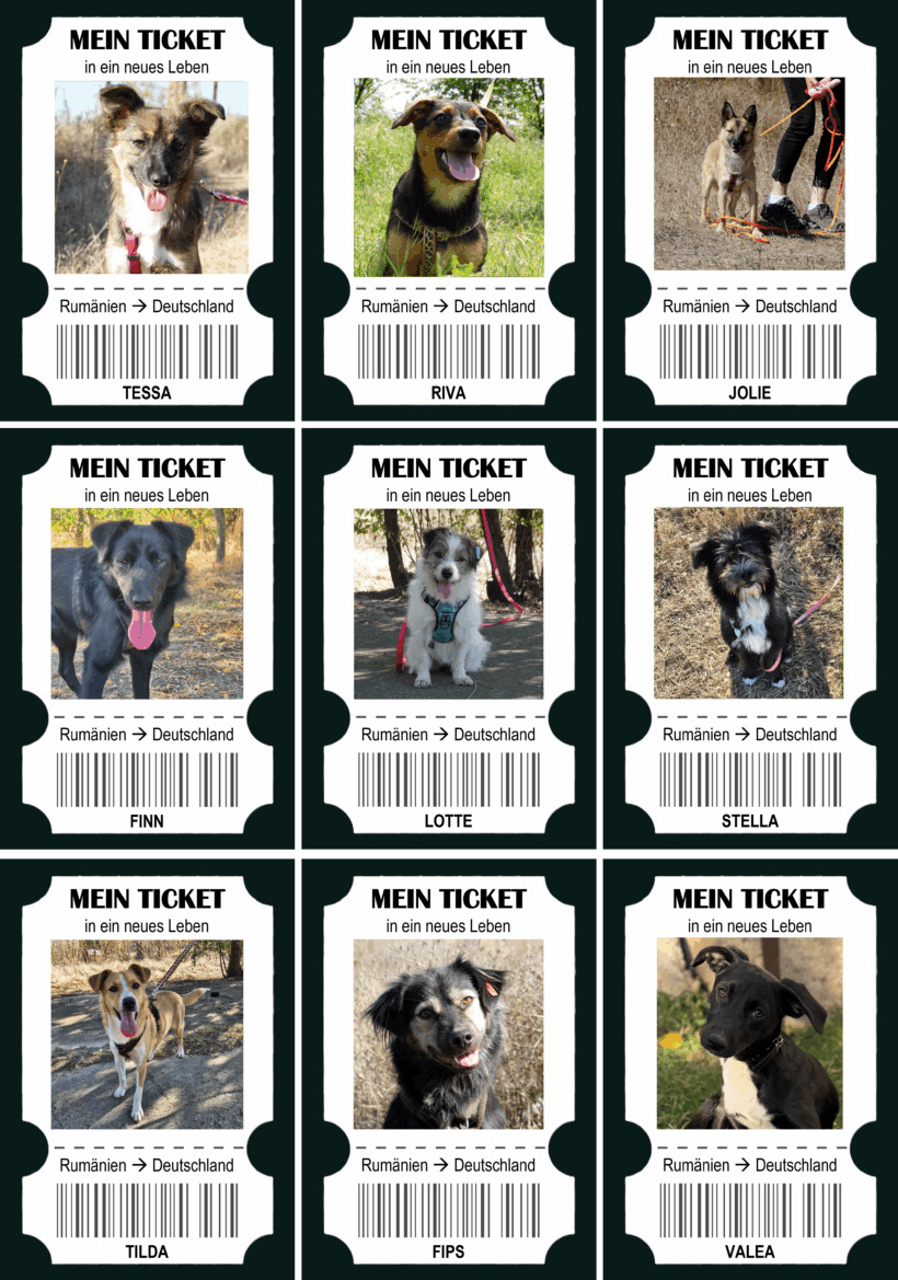 9 Hunde reisen in ein neues Leben – und wir möchten die Zurückgebliebenen nicht vergessen! 9 Hunde reisen in ein neues Leben – und wir möchten die Zurückgebliebenen nicht vergessen!