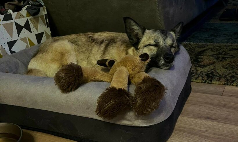 Neun kleine Wunder auf dem Weg ins Glück – unsere Winter-Glückspilze sind Zuhause angekommen!
