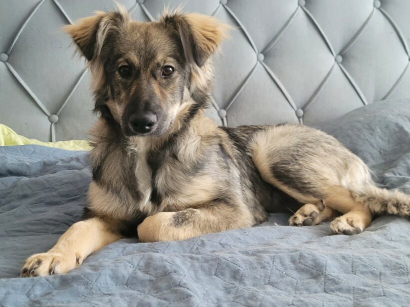 Suki