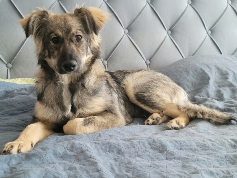 Suki