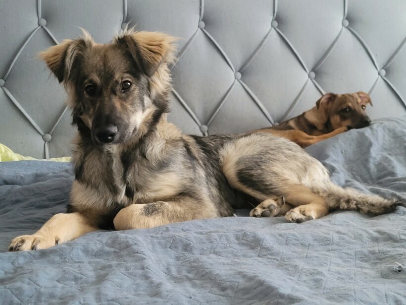 Suki
