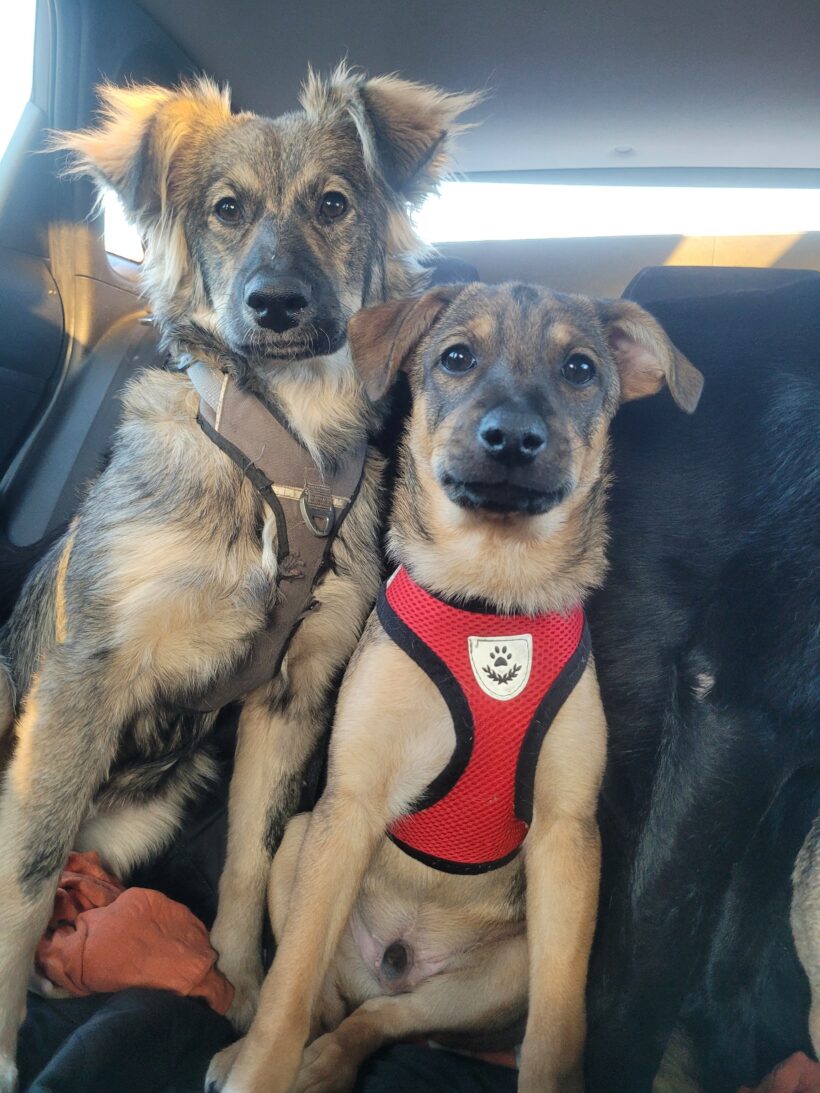 Suki