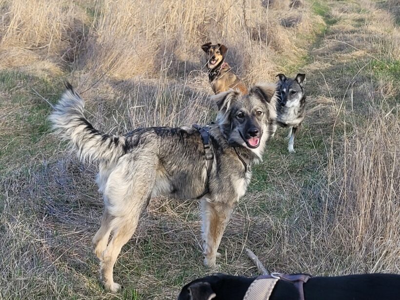 Suki