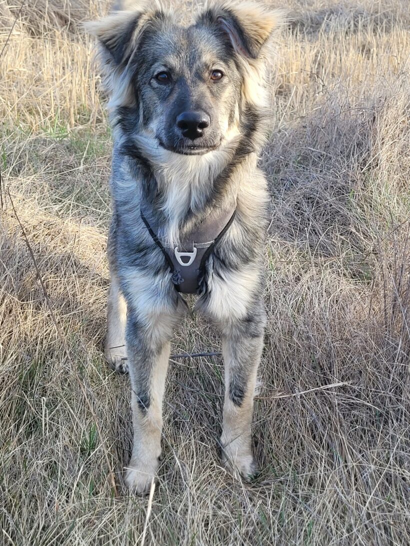 Suki