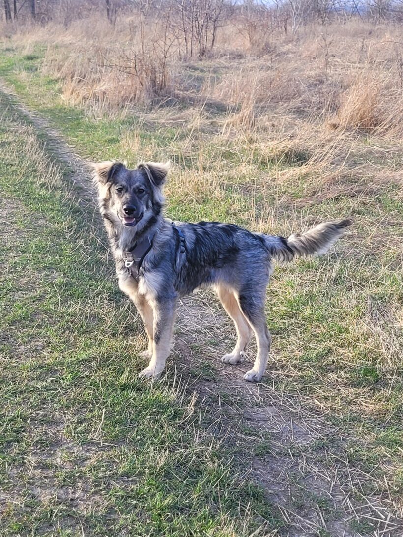 Suki