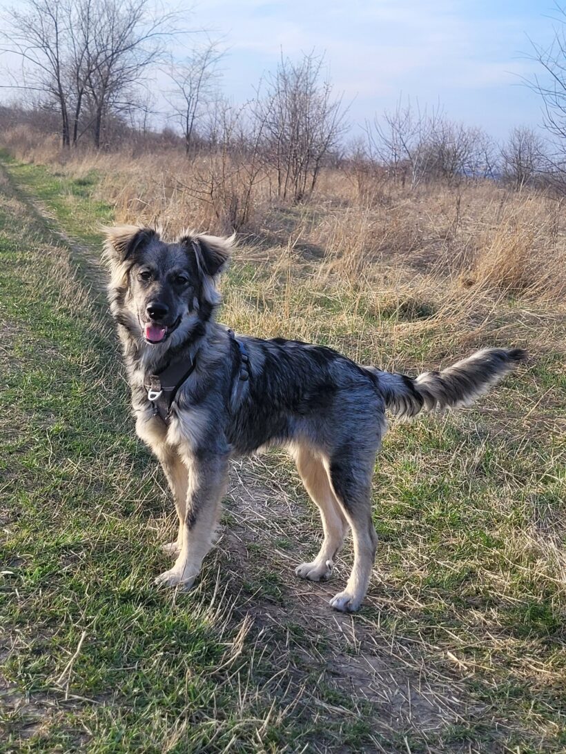 Suki