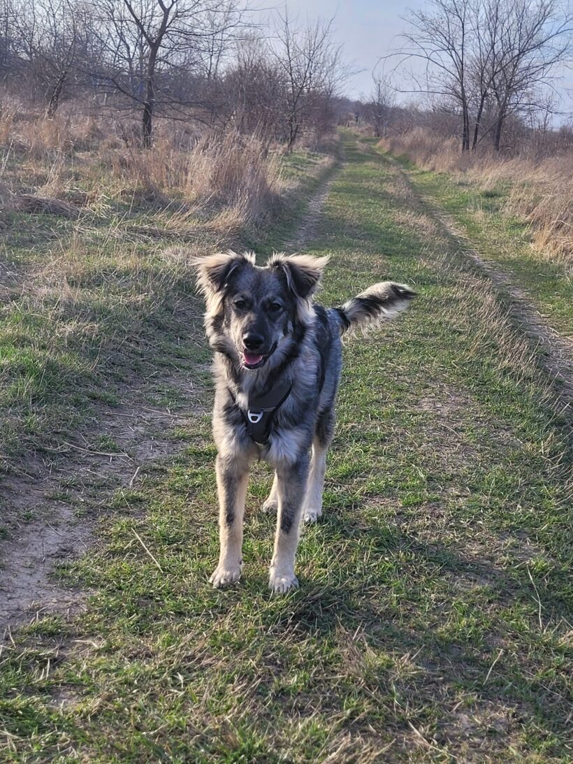 Suki