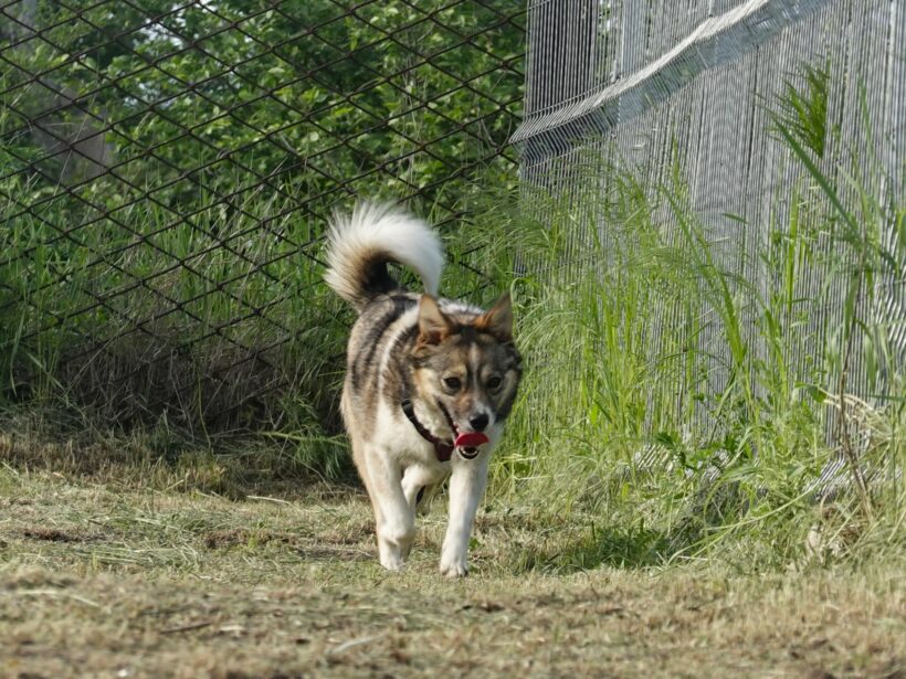 Feli