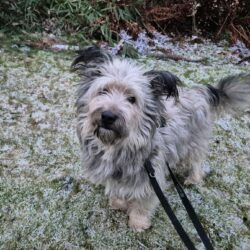 Sechszehn Pfoten, neues Glück: Happy Ends aus Rumänien