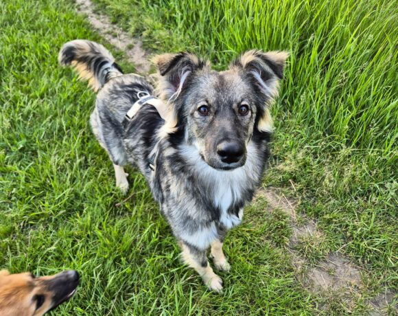 Suki